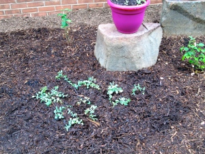 REMAINDER OF SCARLET SWEET PEAS PLANTED IN A GROUPING IN FLOWER BED.