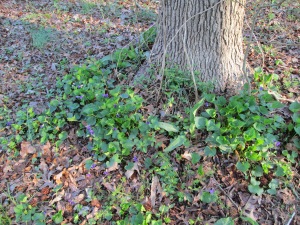 Patch of violets around tree.
