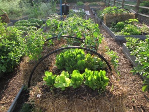 Straw bale with lettuce, basil and tomatoes.